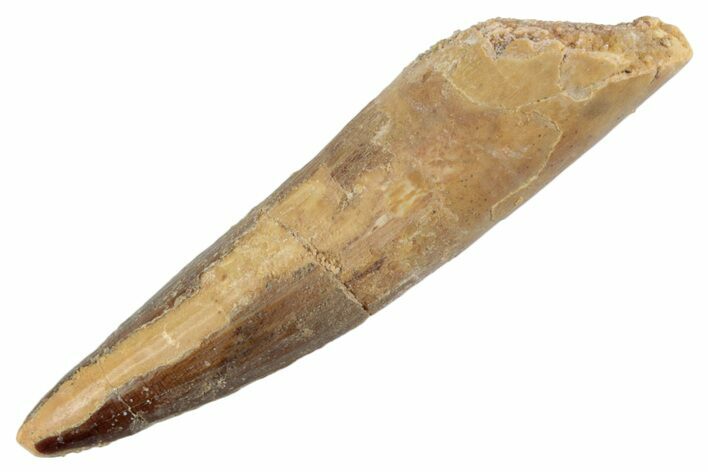 Fossil Spinosaurus Tooth - Real Dinosaur Tooth #368076